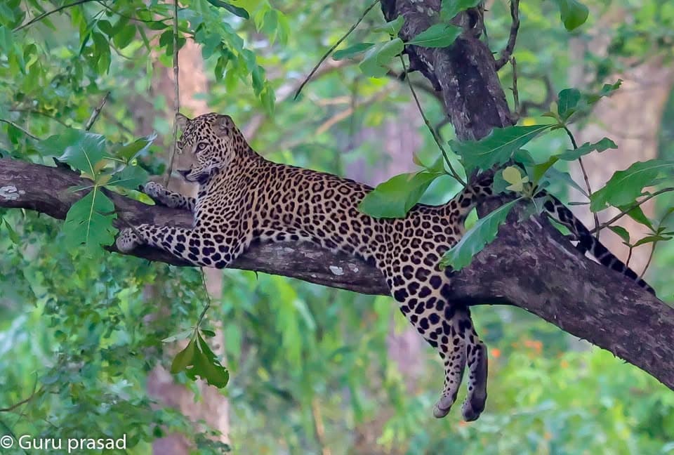 The Forest’s Silent Monarch