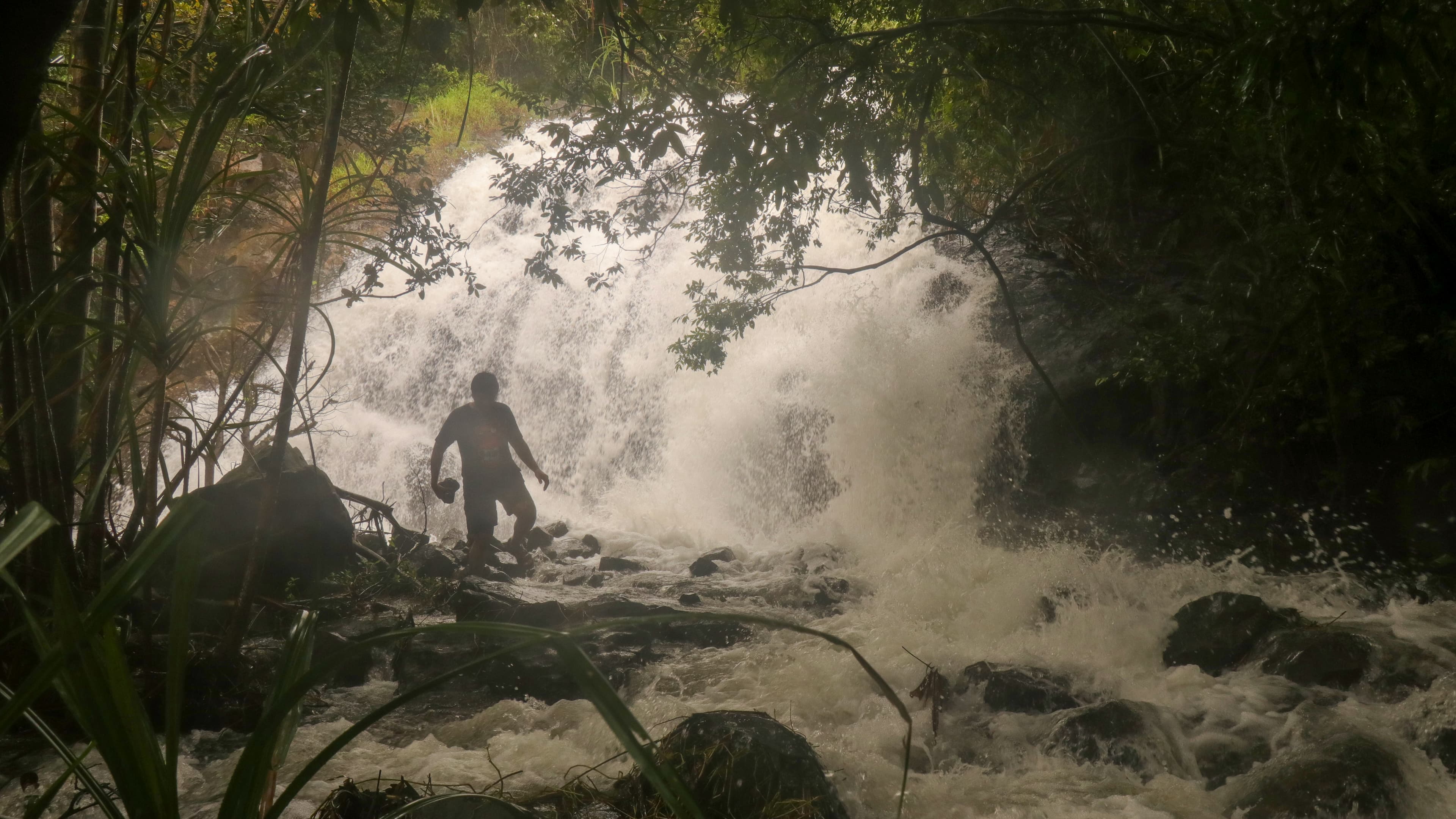 Where the Forest Breathes