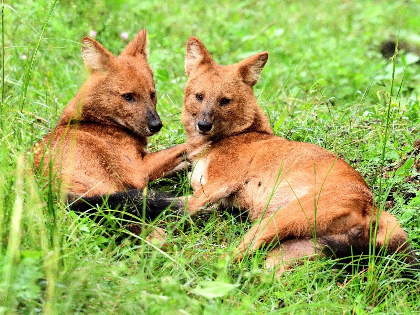 Dhole